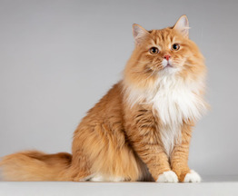 ����� ����� ������ ���� �����. - ���� 1 � ����������