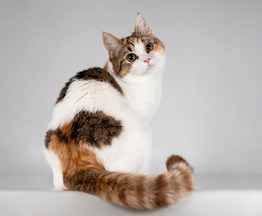 ��������� ���� ���� �����. - ���� 1 � ����������