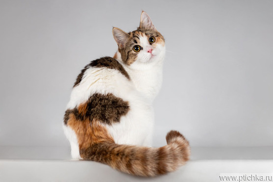 ��������� ���� ���� �����. - ���� 1 � ����������