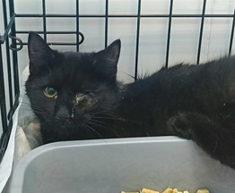 ������� ���� � ������ ���� - ���� 1 � ����������