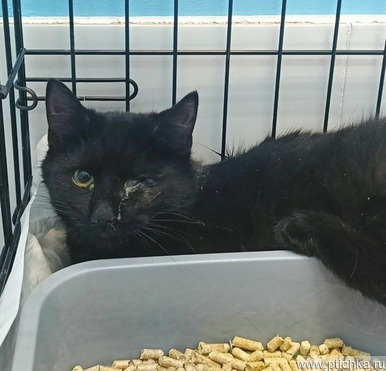 ������� ���� � ������ ���� - ���� 1 � ����������