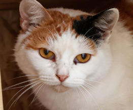 ������, ���� ����� ������. - ���� 1 � ����������