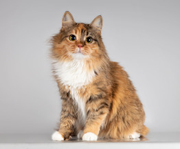 ��������� ����� � ������ ����. - ���� 1 � ����������