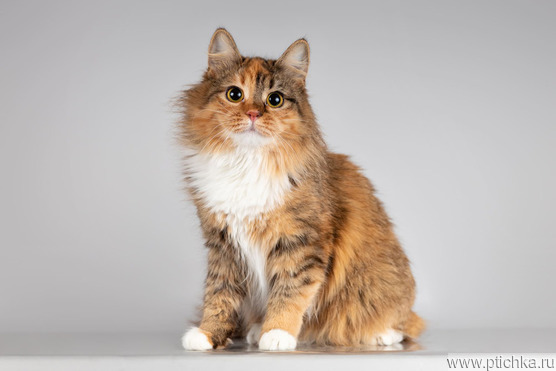 ��������� ����� � ������ ����. - ���� 1 � ����������