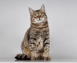 ��������� �������� ���� ���. - ���� 1 � ����������