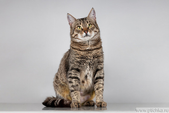 ��������� �������� ���� ���. - ���� 1 � ����������