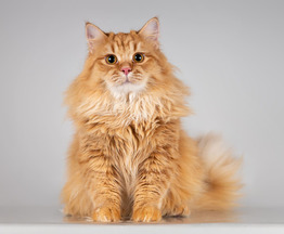 �������������� ����� ����� ����� ���� ��� - ���� 1 � ����������