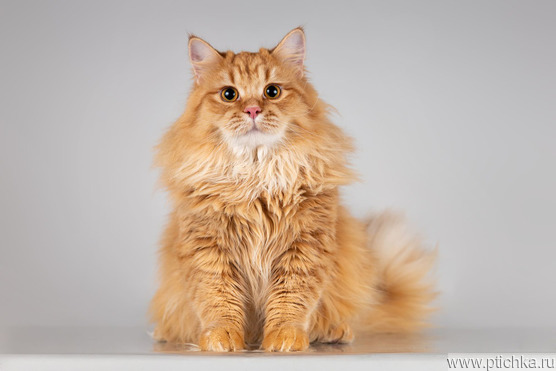 �������������� ����� ����� ����� ���� ��� - ���� 1 � ����������