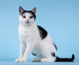 �������������� ������� ��������� ���� ���. - ���� 1 � ����������