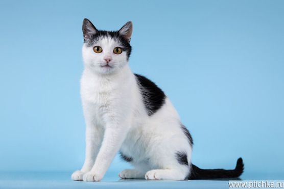 �������������� ������� ��������� ���� ���. - ���� 1 � ����������