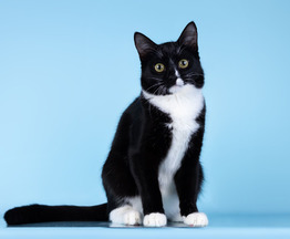 ����� �������� ���� ���. - ���� 1 � ����������