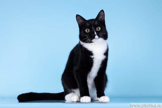 ����� �������� ���� ���. - ���� 1 � ����������