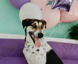 ������ ���� ����� - ���� 1 � ����������