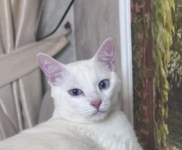 ���� ��� ����������� ��� �� ������ ��� - ���� 1 � ����������