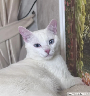 ���� ��� ����������� ��� �� ������ ��� - ���� 1 � ����������