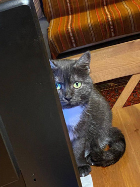 ����� ���� ���� ��� - ���� 1 � ����������