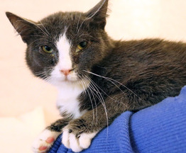 ��� ����� ���� ��� - ���� 1 � ����������