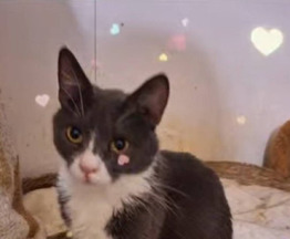 ����� ������ ���� ��� - ���� 1 � ����������