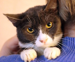 ����� ������ ���� ��� - ���� 1 � ����������