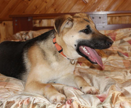 �������� ������� ���� ���������� ������ - ����������  � ����������