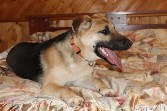 �������� ������� ���� ���������� ������ - ����������  � ����������