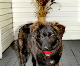 ������������ ���� ���������� ������ - ����������  � ����������