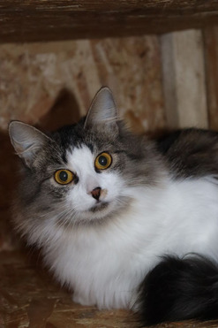 ���� ��� �������� ������� ���� - ���� 1 � ����������