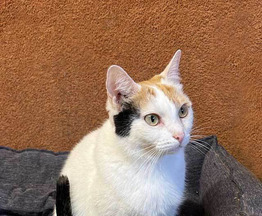 ����� ���� ���������� ������ - ���� 1 � ����������