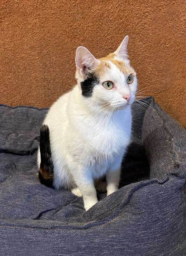 ����� ���� ���������� ������ - ���� 1 � ����������