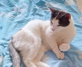 ����� ���� ���������� ������ - ���� 1 � ����������