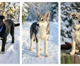 ������ ���� ���������� ������ - ���� 1 � ����������