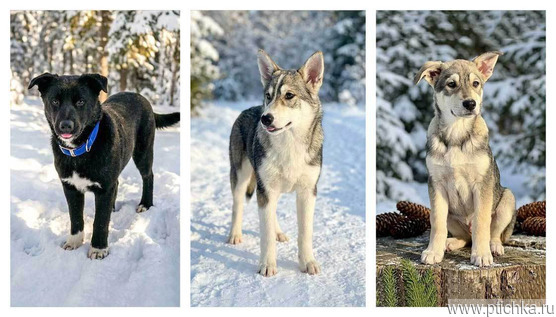 ������ ���� ���������� ������ - ���� 1 � ����������