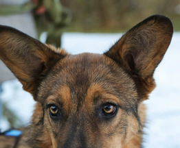 ���� ���� ��� - ���� 1 � ����������