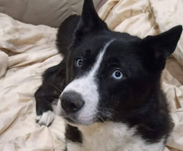 ������, ����� �����, � ������ ���� - ���� 1 � ����������