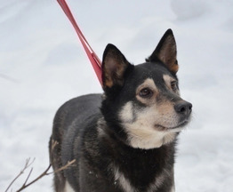 ���� ������� ������ ��������� ������� ���� - ���� 1 � ����������