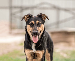 ������ ���� ���������� ������ - ���� 1 � ����������