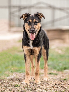 ������ ���� ���������� ������ - ���� 1 � ����������