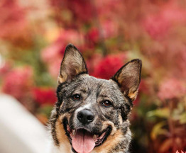 ������ ���� ���������� ������ - ���� 1 � ����������