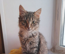 ���� ��� ������� ������ - ���� 1 � ����������