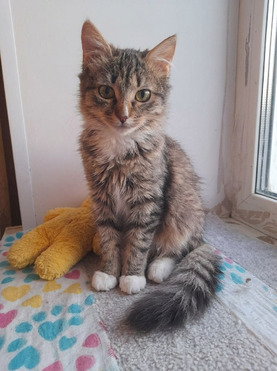 ���� ��� ������� ������ - ���� 1 � ����������