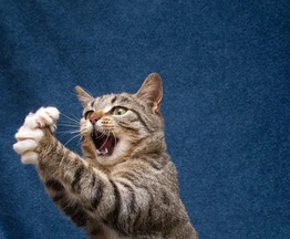 ��������� �������� ��������: ����� ���� ���� - ���� 1 � ����������