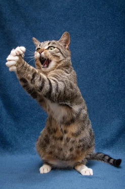 ��������� �������� ��������: ����� ���� ���� - ���� 1 � ����������