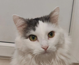 ������������ ������� ����� ���� ���� ����� - ���� 1 � ����������