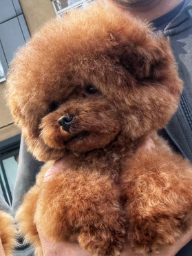 ��������� ����� ����� ������ ����� (������� � �������) - ���� 1 � ����������