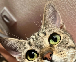 ���� � ������ ���� - ���� 1 � ����������