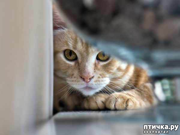 ���� 1: ��� ��������� ���������� ����������� �����?