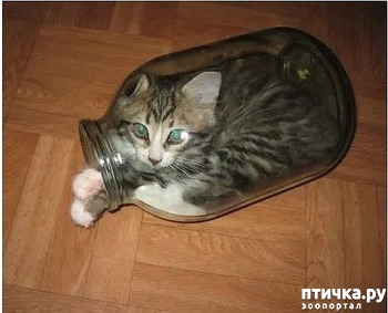 ����: ��� ��������� ���������� ����������� �����?