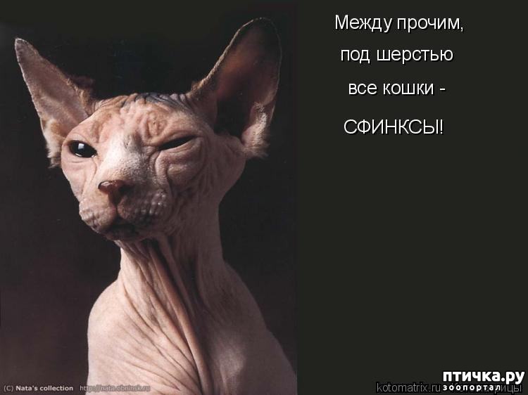Сфинксы Кошки Смешные Фото