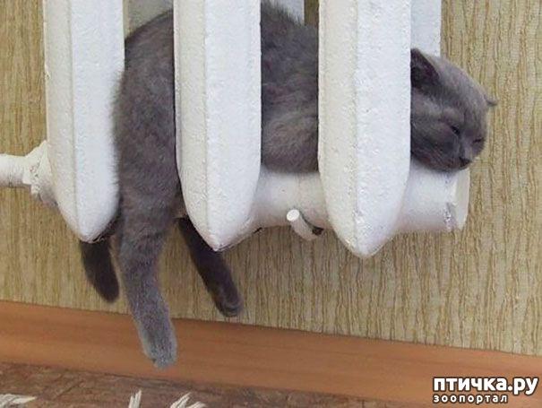 фотография 9: Эти животные просто обожают тепло фото 9: Эти животные просто обожают тепло