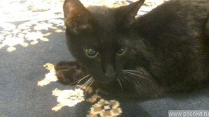 ����: ������ �����